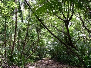 Path, jungle