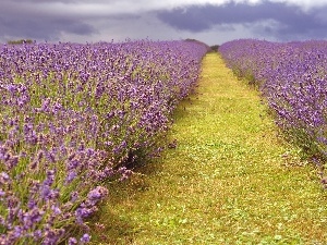 lavender, Path, Field