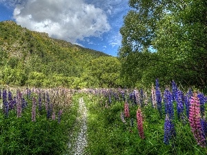 Path, lupine, Mountains, medows