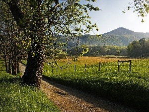 Path, Sapling, Narrow, Spring, Mountains, green