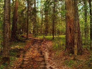 pine, Path, forest