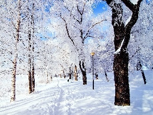 Path, birch, winter, snow