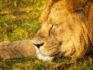Lion, paw, sleepy
