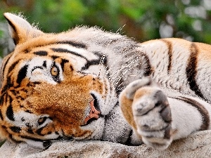 paw, tiger