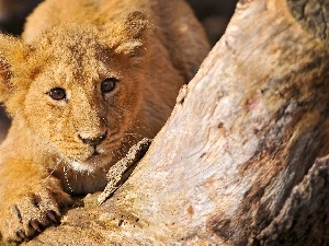 trees, paw, lion