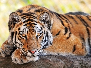 paws, tiger