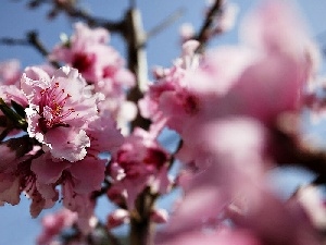 peach, Spring, Colourfull Flowers