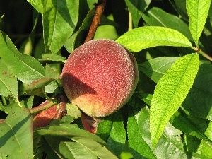 peach, Mature