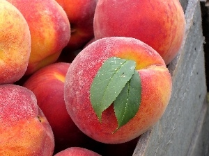 peaches, browned