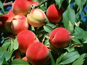 robust, peaches, trees