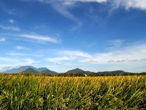 peaks, cereals, green ones, Mountains, Lany