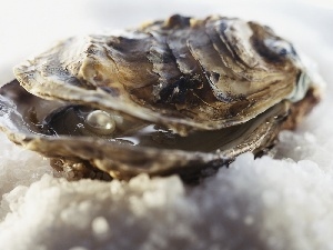 pearl, Clams, maritime, shell