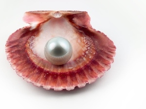 pearl, shell