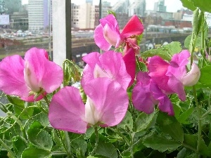 fragrant, peas, Pink