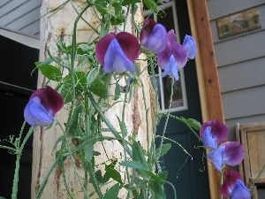 peas, fragrant