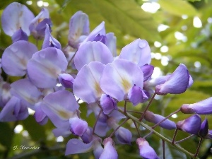 purple, peas, wistaria