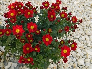 Pebble, Chrysanthemums, Flowers, Red