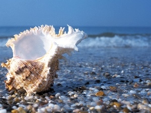 Beaches, pebbles, shell