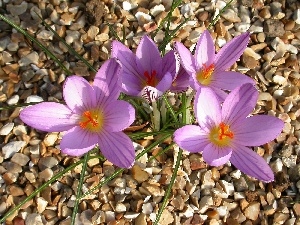 crocuses, pebbles, beatyfull