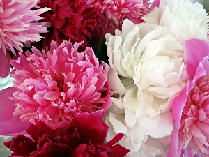 Peonies, Colored