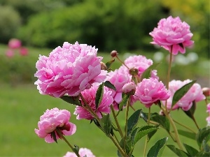 Peonies, Pink