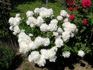 Peonies, White