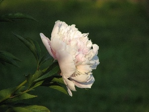 peony