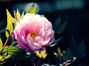 peony