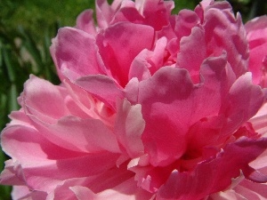 flakes, peony, Pink