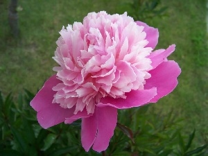 peony, Pink