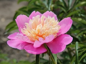 peony, Pink