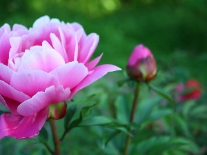 peony, Pink