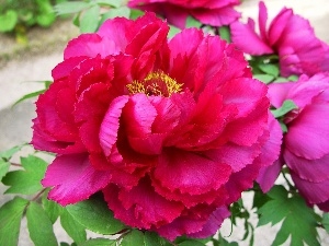 peony, Pink