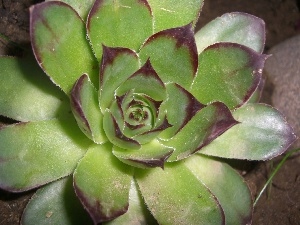 Perennial, garden, Sempervivum, rosette, Walled