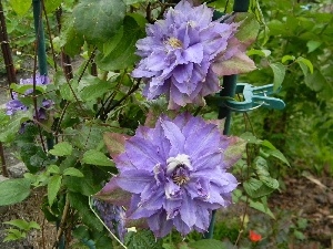 Pergola, an, purple, Clematis