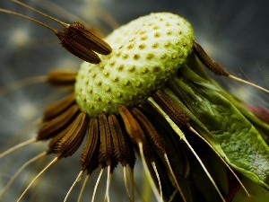 pericarp, puffball