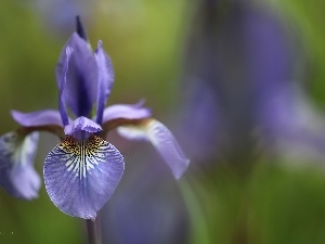 petal, Colourfull Flowers, iris, lilac