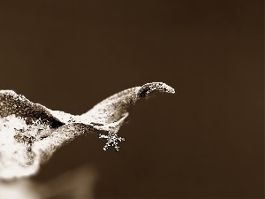 petal, snow, star, Close, snow, leaf