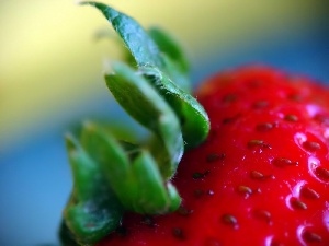 petiole, Strawberry