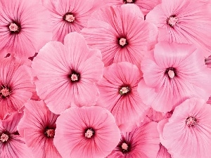 petunia, Flowers