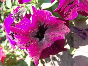 Petunia, Flowers