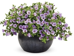 Violet, petunia, pot