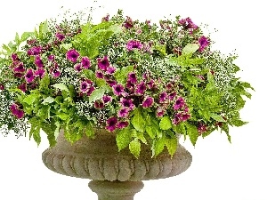 purple, petunias, bowl