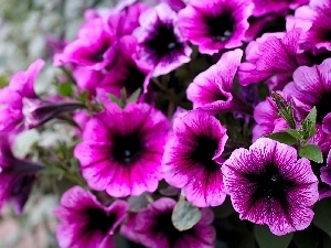 petunias, purple