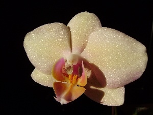 Phalaenopsis, orchid