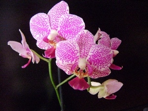 orchid, Pink