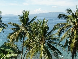 Ocean, Philippines, Palms