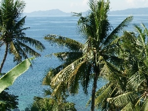 Ocean, Philippines, Palms
