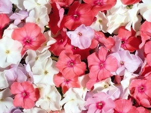 color, phlox, Flowers