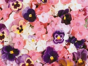 phlox, pansies, color, Flowers